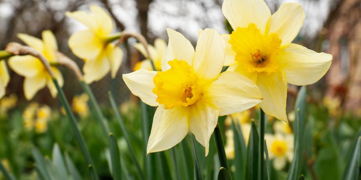 blooming daffodils growing in garden