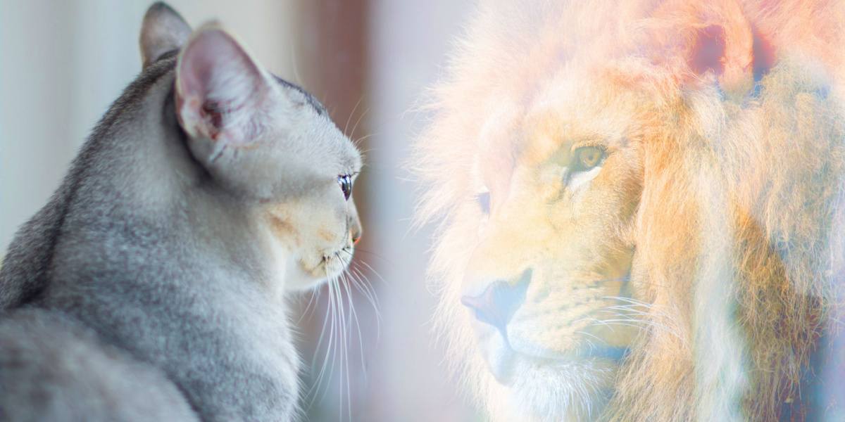 A captivating image of a domestic cat and a majestic lion side by side, highlighting the contrast between a small domestic pet and a powerful wild counterpart.