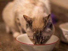 cat eating delicious soft food