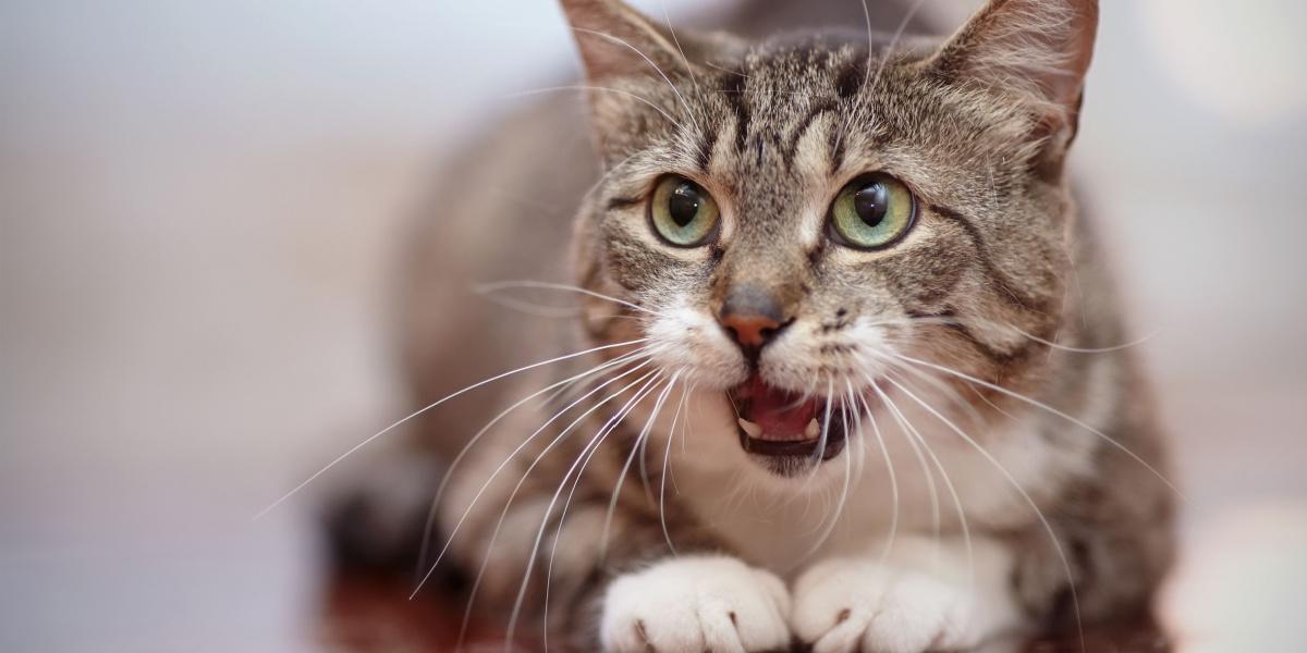 Expert Explains The Reasoning Behind Different Angry Sounds That Cats  Make - The Animal Rescue Site News