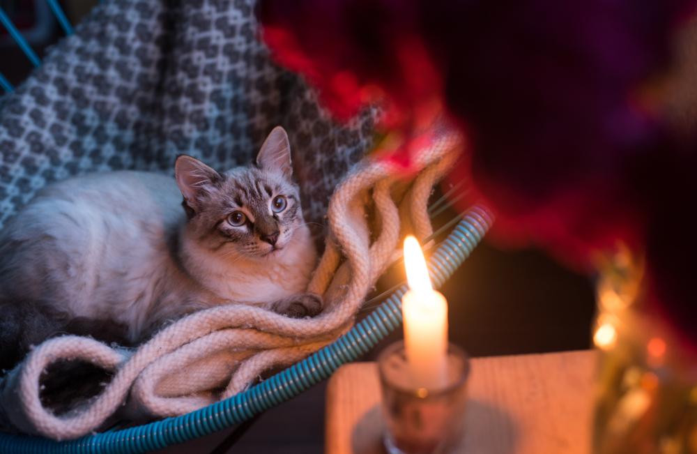  a cat on a blanket, gazing curiously at the flickering candlelight, creating a warm and cozy ambiance.