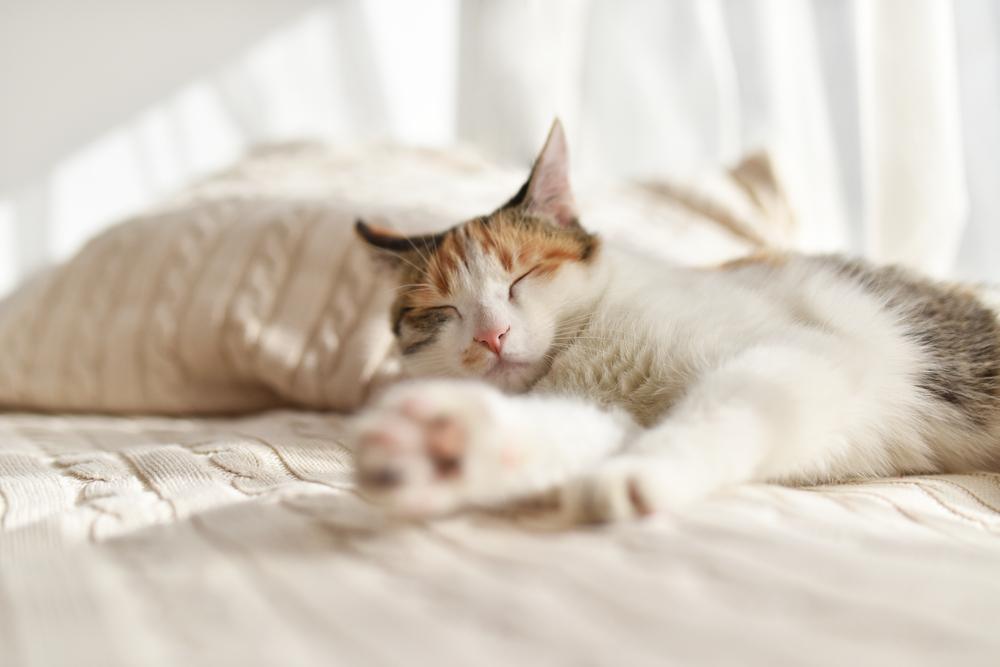An image capturing a cat in a deep and peaceful slumber