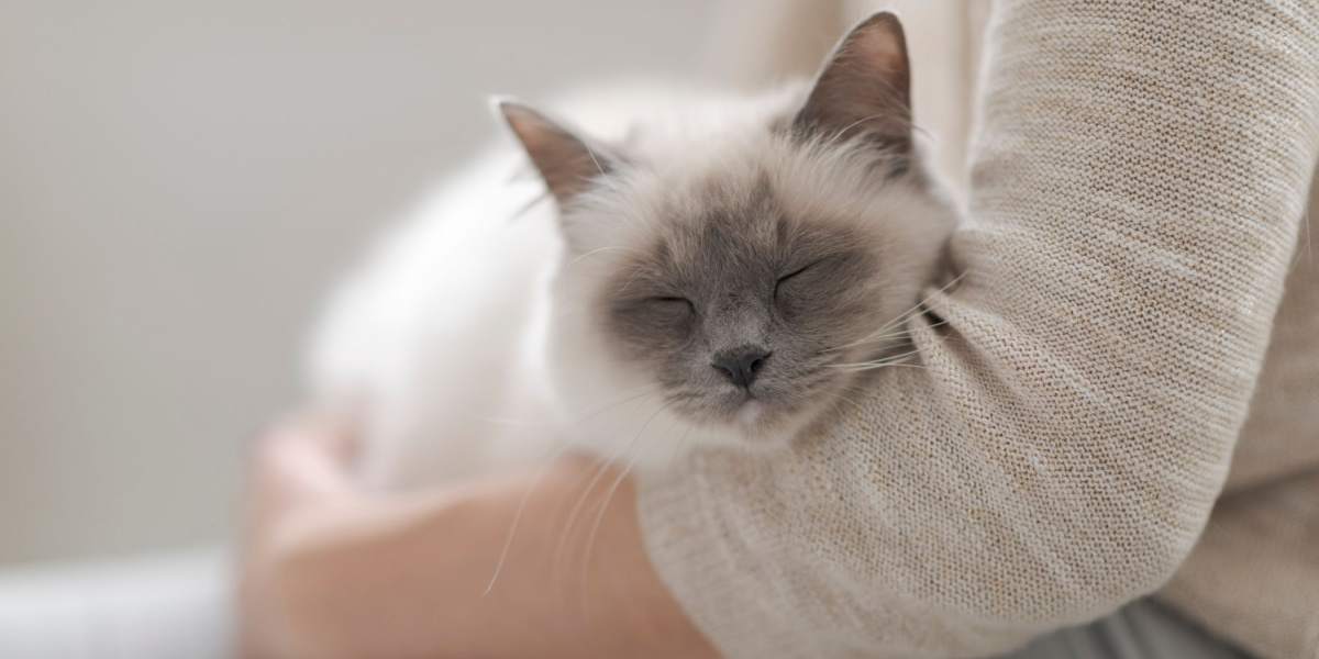 cuddling cat