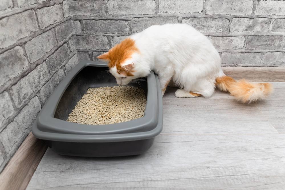 domestic cat looks at the litter box