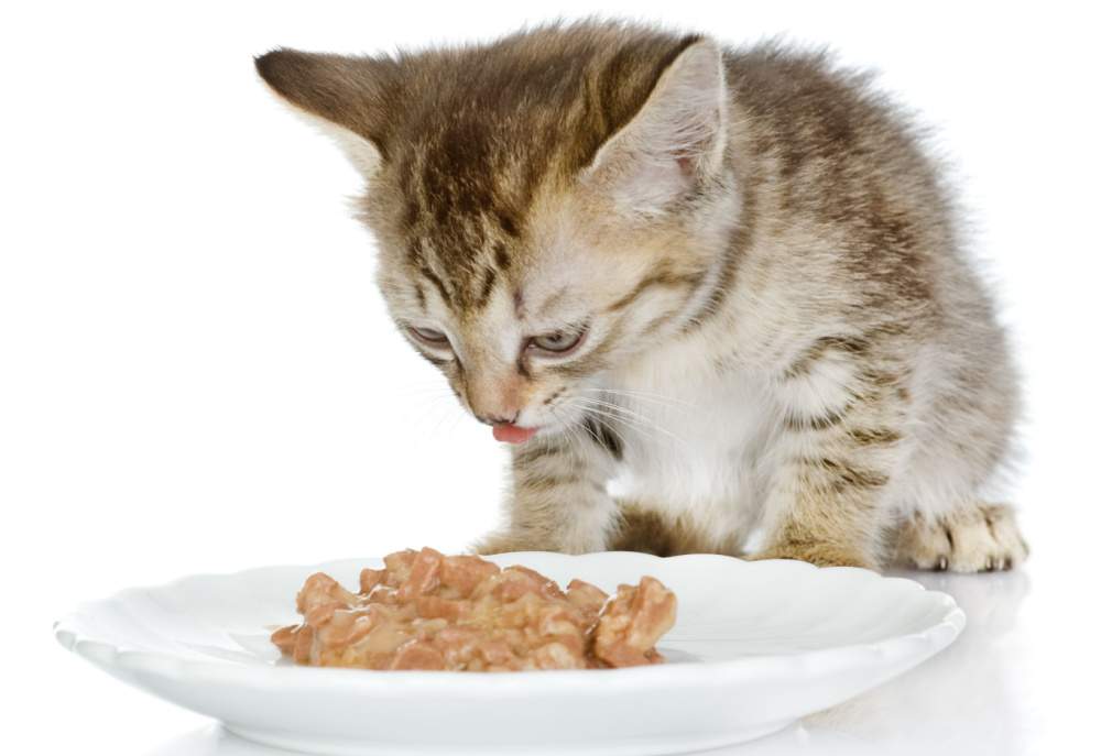 gatito comiendo comida para gatos