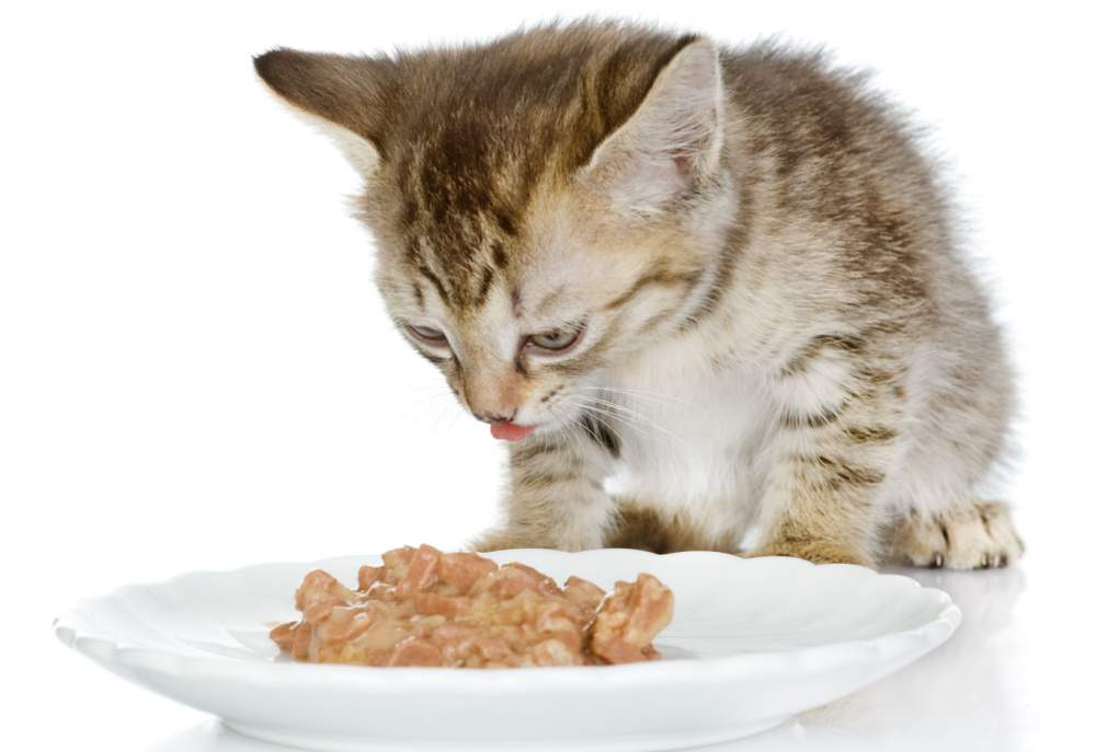 When Do Kittens Start Eating Food A Vet Explains Cats