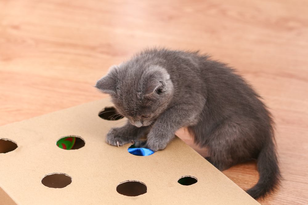 pequeño gatito juega