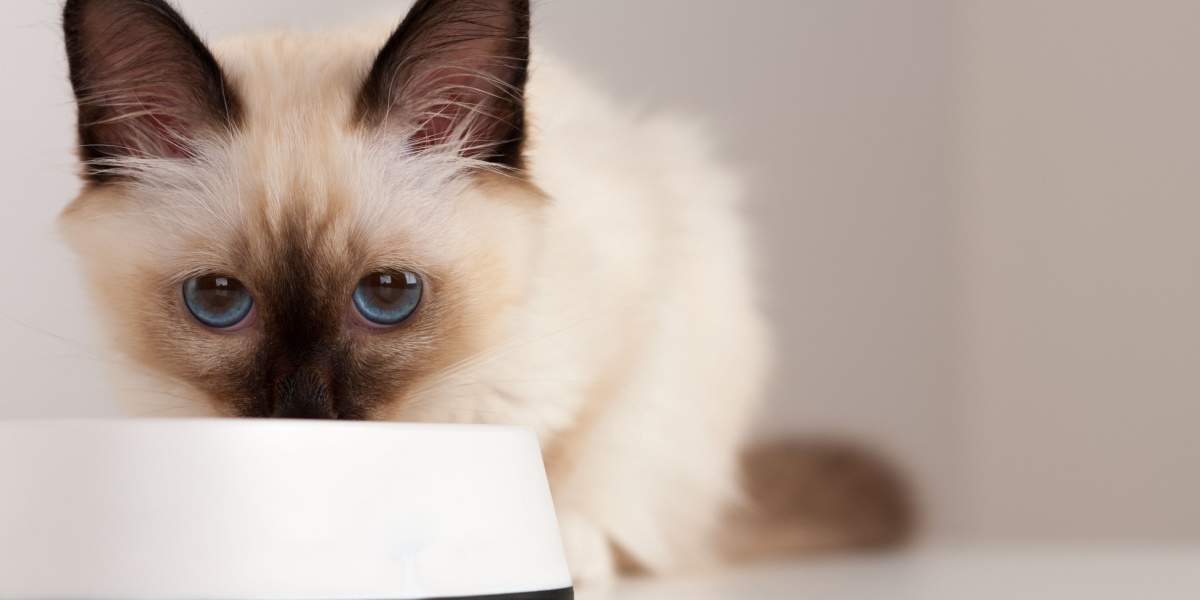 seal point Birman cat, 4 month old kitten