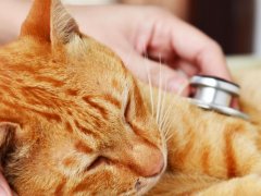 An image portraying a veterinarian conducting a check-up on a cat