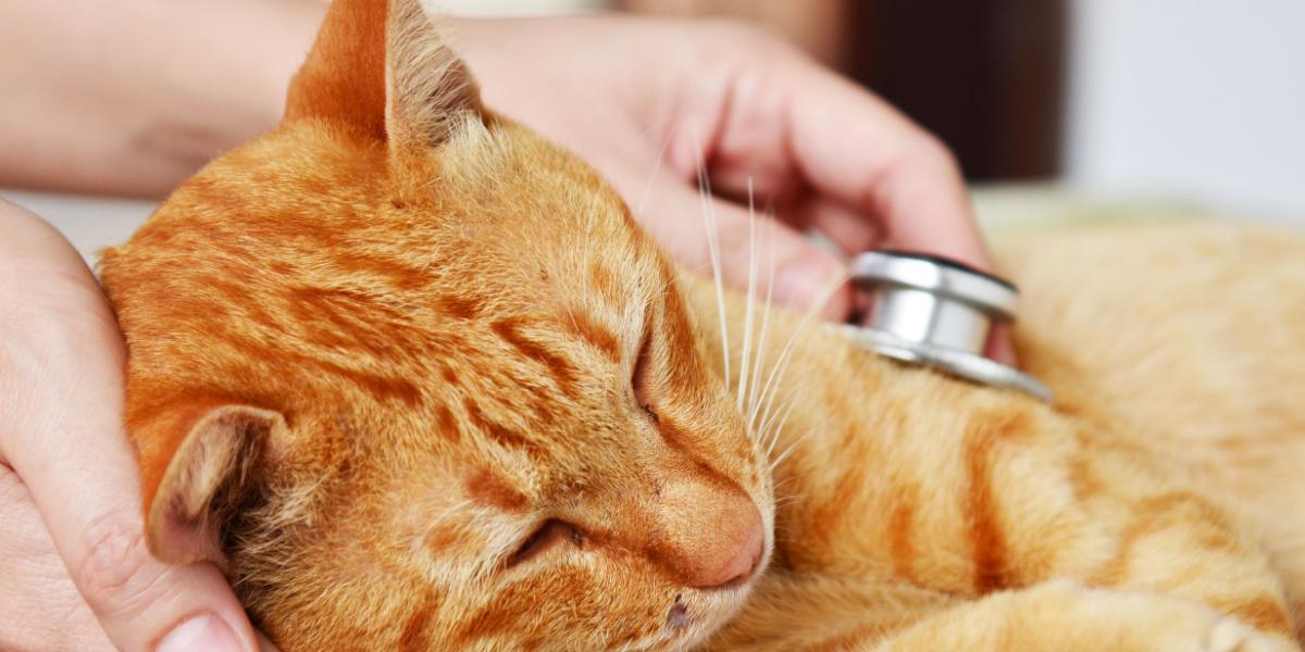 An image portraying a veterinarian conducting a check-up on a cat