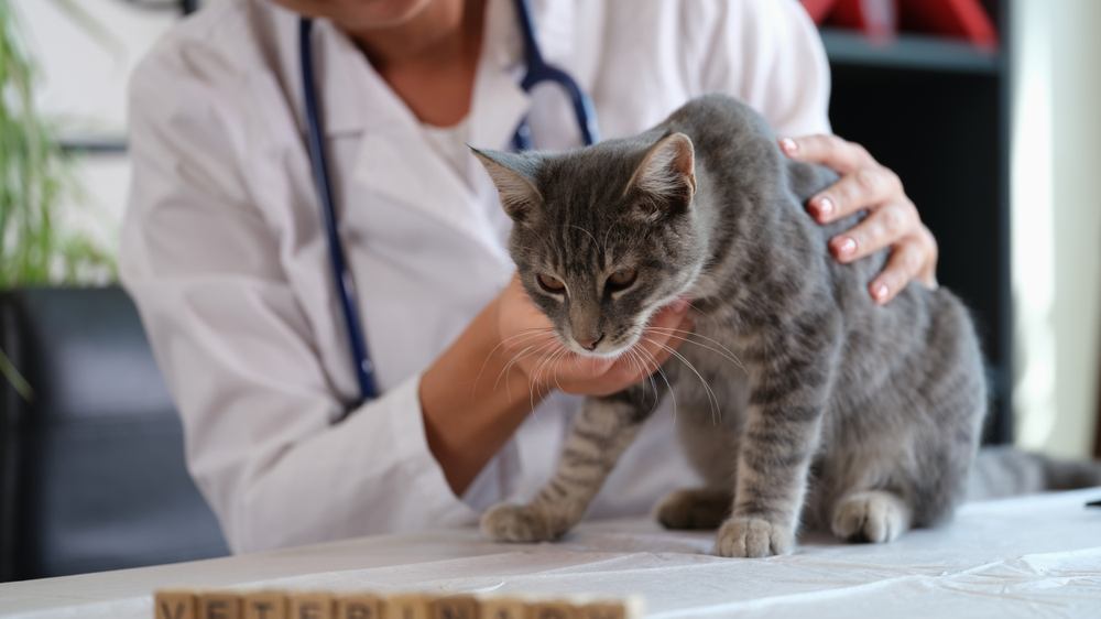 veterinarian holds sick cat