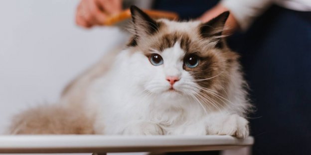 160 Best Ragdoll Cat Names With Meanings (Male & Female) In 2026