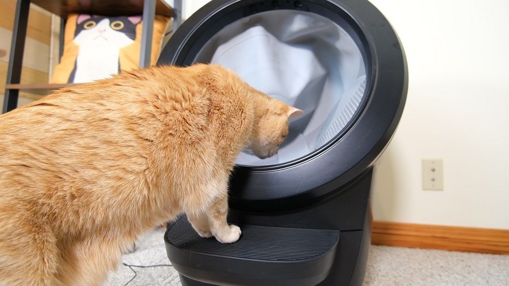 A cat standing in front of a Litter Robot 4