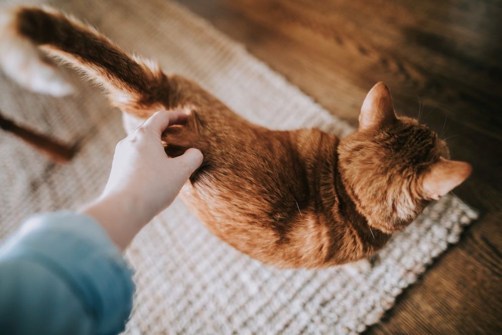 Una persona acariciando un gato naranja sobre una alfombra.