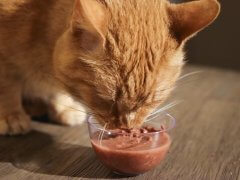 BFF Tuna & Pumpkin Valentine Dinner in Gravy Canned Cat Food