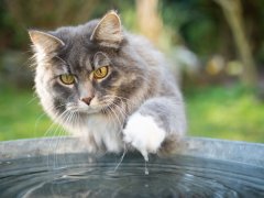 Blue tabby and white Maine Coon cat playfully interacting with water