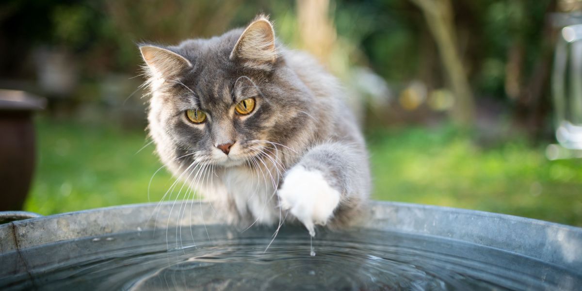 Blue tabby and white Maine Coon cat playfully interacting with water