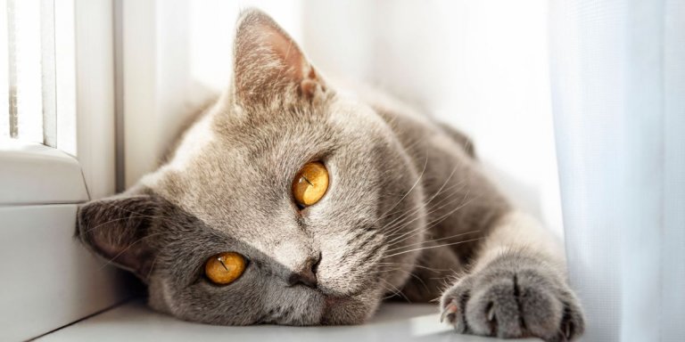 Do Cats Sweat? How They Keep Cool