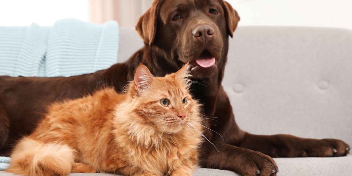 Cat and dog together on sofa