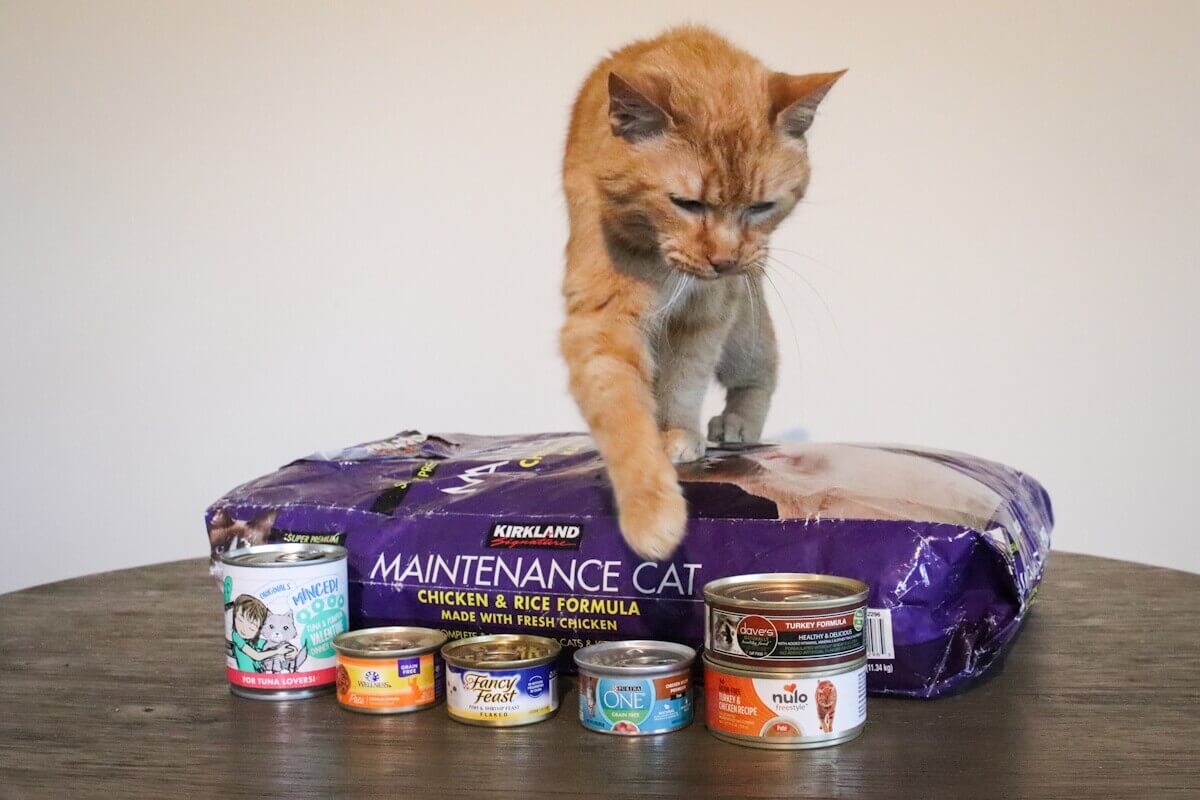 budget cat food