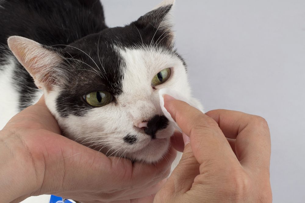 Image depicting the process of cleaning a cat's eyes with eye wipes