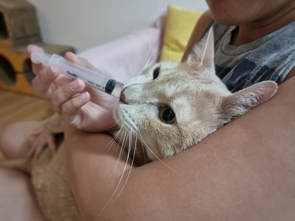 Orbax for Cats: Close-up of a cat's face as its owner administers liquid medicine