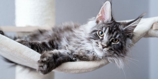 The 175 Best Maine Coon Cat Names