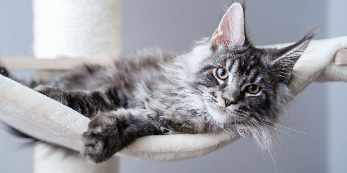 Cute tabby silver grey young maine coon cat lying on hammock on cat tree