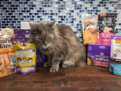 Best Cat Foods To Hide Pills In