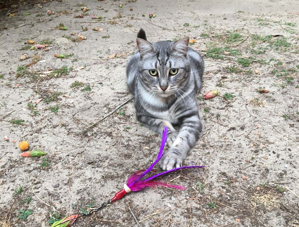Jose Miguel playing with Da Bird in the garden-compressed
