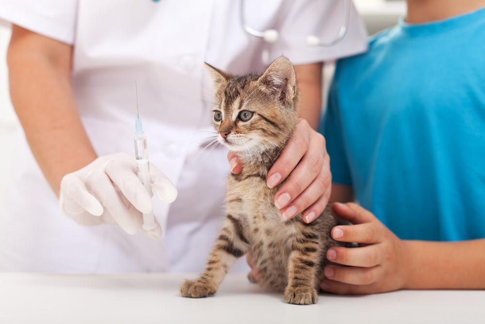 Gatito en el veterinario - vacunándose