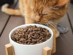 Orange Short Hair Tabby Eating Ziwi Peak Mackerel & Lamb Recipe Air Dried Dry Cat Food
