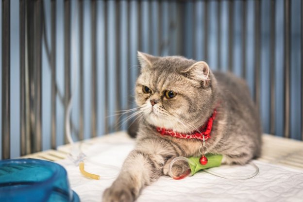Picture of Vestibular Disease in Cats: Causes, Symptoms & Treatment - Cats.com