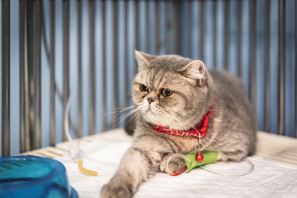 A Scottish Fold cat receiving intravenous fluid therapy at a veterinary clinic.