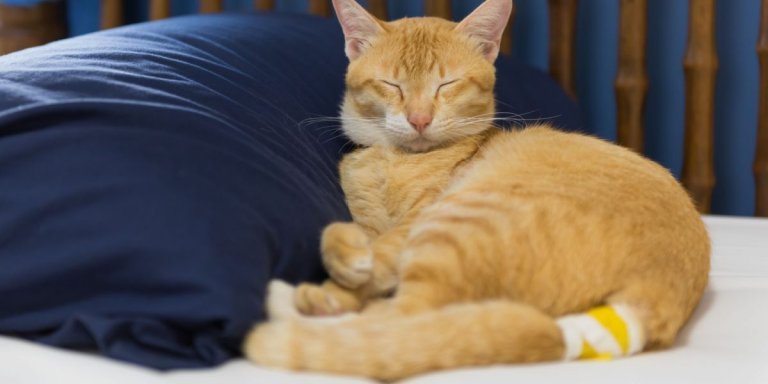 Tail Injuries in Cats: Causes, Symptoms, and Treatment