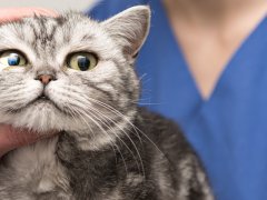 The cat undergoing eye examination by a veterinarian