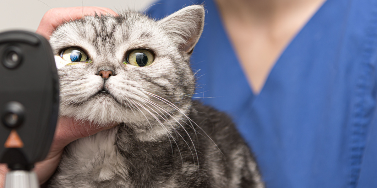 Terramycin for Cats: The cat undergoing eye examination by a veterinarian