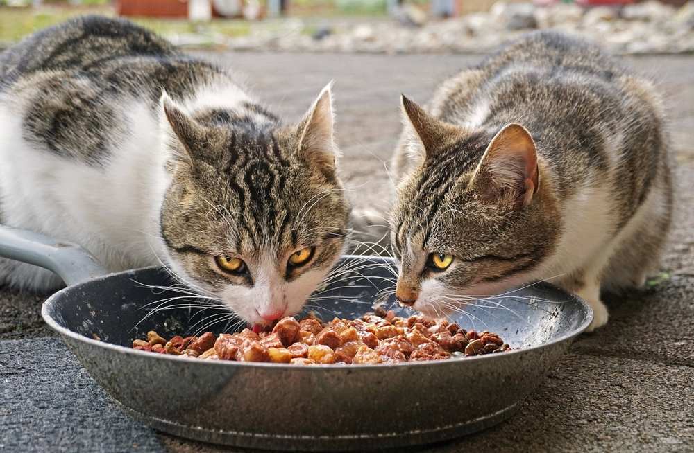 Two kittens eating dinner in a pleasant setting