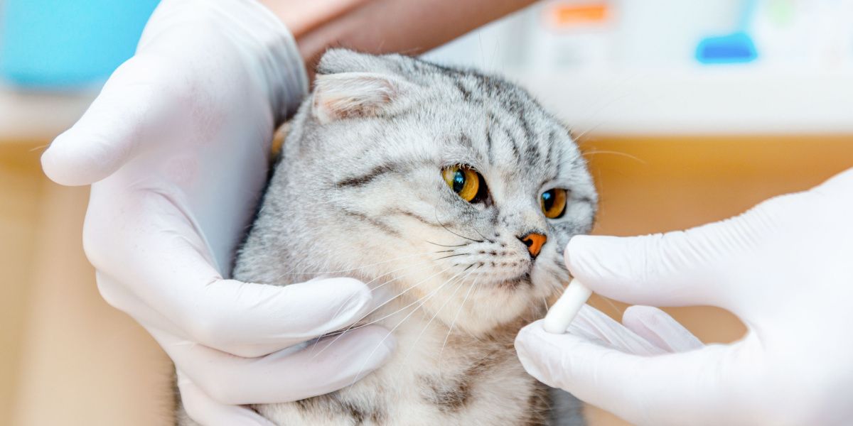 Vet gives medication to cat