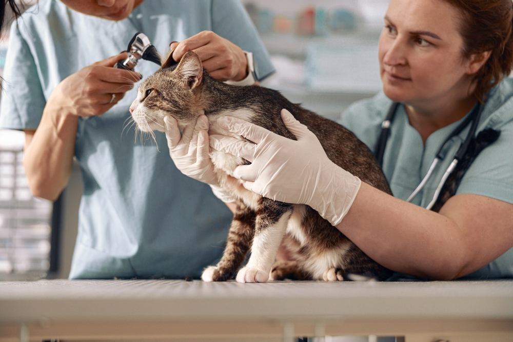 Veterinario revisando las orejas de gato