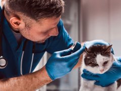 Image capturing a veterinarian conducting an examination of a cat's middle ear infection