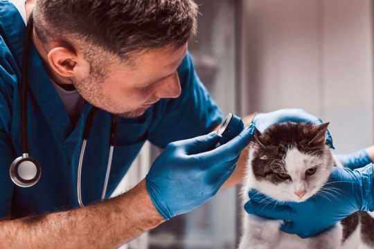 Horner’s Syndrome in Cats: Causes, Symptoms, & Treatment