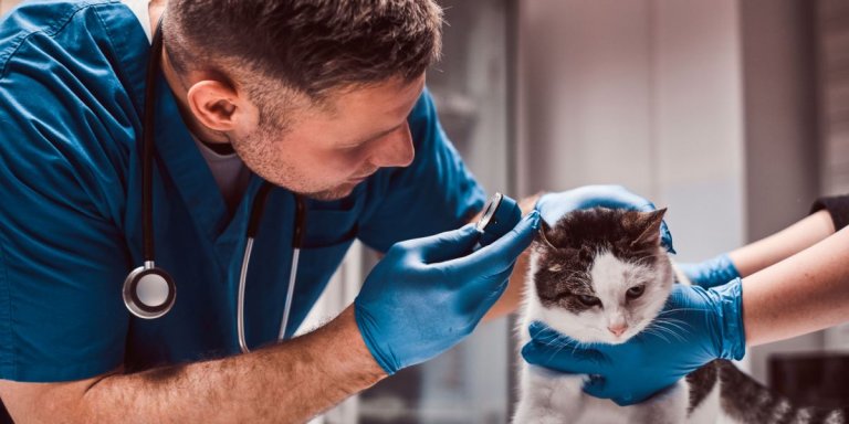 Horner’s Syndrome in Cats: Causes, Symptoms, & Treatment