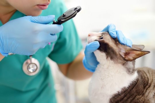 Horner’s Syndrome in Cats: Causes, Symptoms, & Treatment - Cats.com