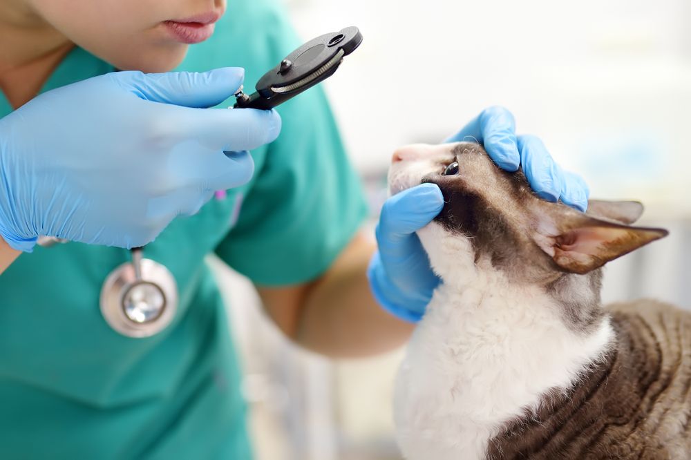 Photograph of a veterinary doctor assessing the eyesight of a cat