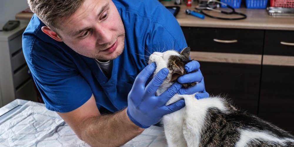 Veterinary examining cat's teeth