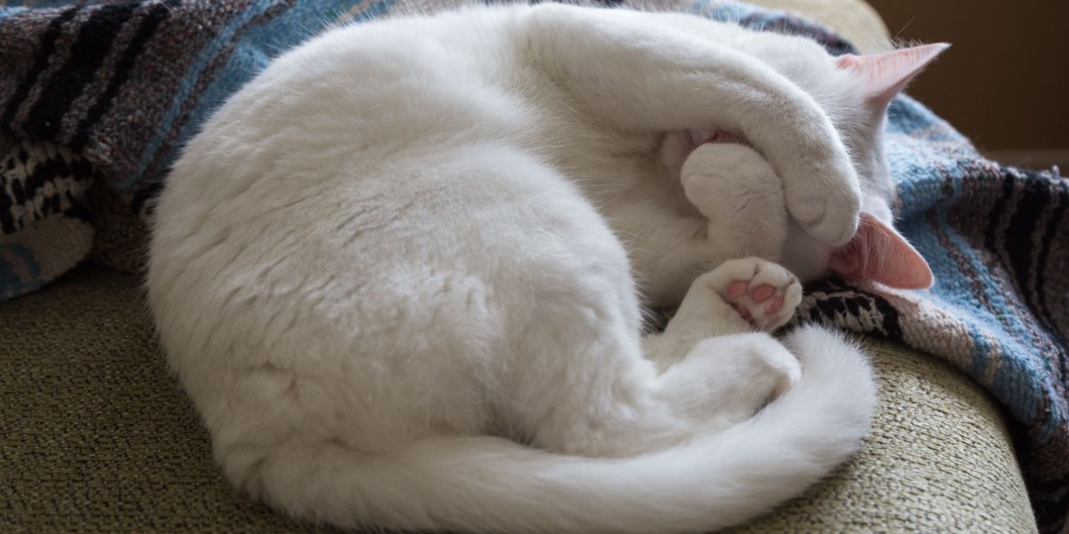White cat curled up on a couch with paws covering her face