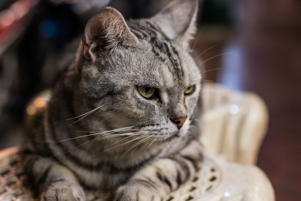 Un gato atigrado gris sentado en una silla.