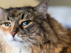 Photo of a calico Maine Coon cat with a visible third eyelid