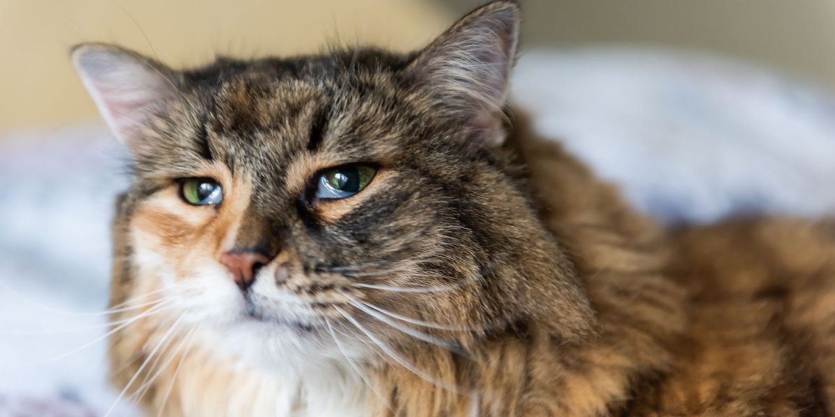 What Is a Third Eyelid in Cats?  